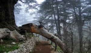 Cedars of God: Ancient Sentinels of Lebanon
